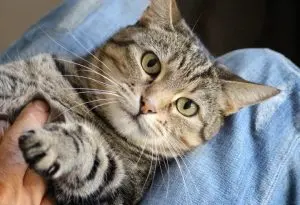 A cat cradled in your arms shows trust which is an important bond
